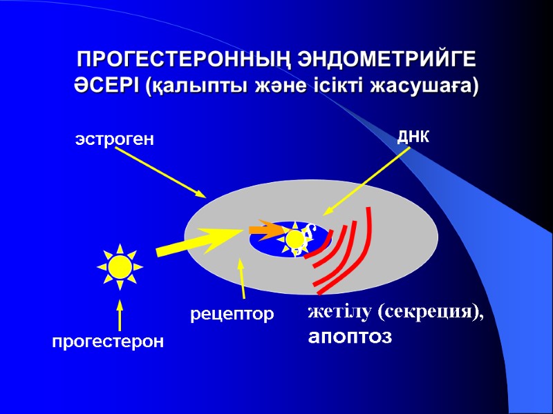 ПРОГЕСТЕРОННЫҢ ЭНДОМЕТРИЙГЕ ӘСЕРІ (қалыпты және ісікті жасушаға) эстроген прогестерон рецептор ДНК § § жетілу